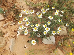 Melampodium cinereum