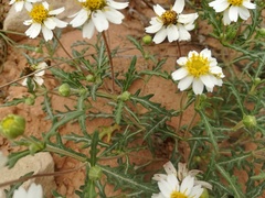 Melampodium cinereum