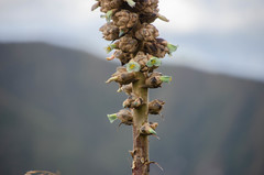 Puya asplundii