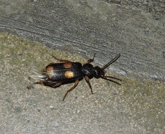 Macrocheilus
