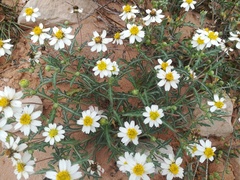 Melampodium cinereum
