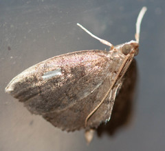 Perispasta caeculalis