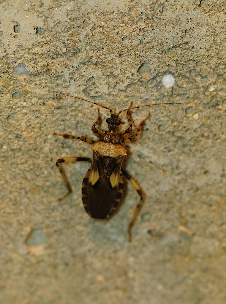 Empyrocoris