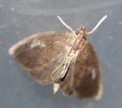 Perispasta caeculalis