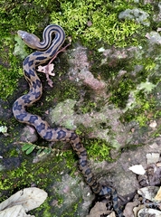 Cincuate Bull Snake photo 3