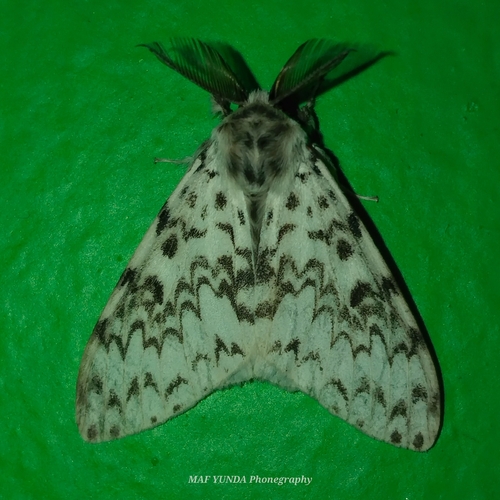 Lymantria demotes