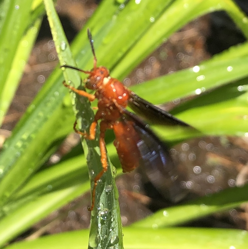 Fine backed Red Paper Wasp In June 2019 By Oncidium fan Uncertain ID fine-backed-red-paper-wasp-in-june-2019-by-oncidium-fan-uncertain-id