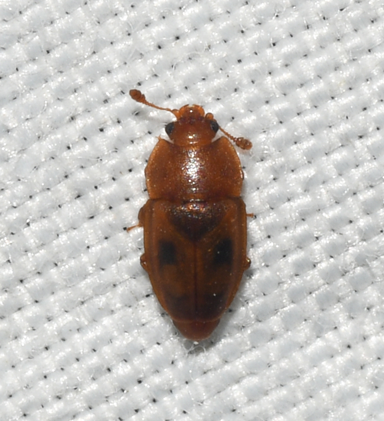 Epuraea corticina