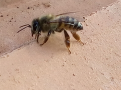 Apis mellifera