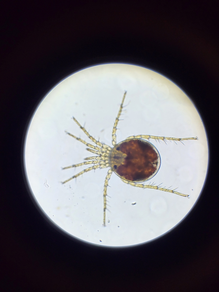 Pontarachnidae