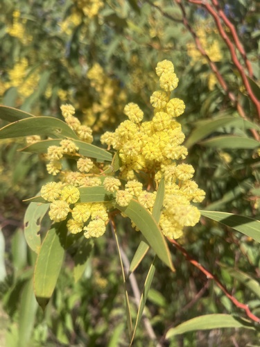 Acacia leiophylla
