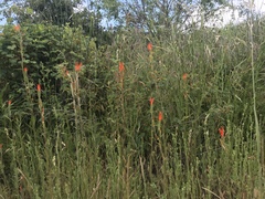 Castilleja minor stenantha