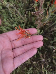 Castilleja minor stenantha