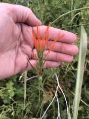 Castilleja minor stenantha