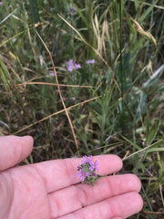 Epilobium densiflorum