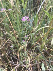 Epilobium densiflorum