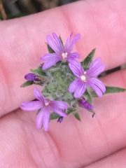 Epilobium densiflorum