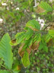 Orchestes fagi