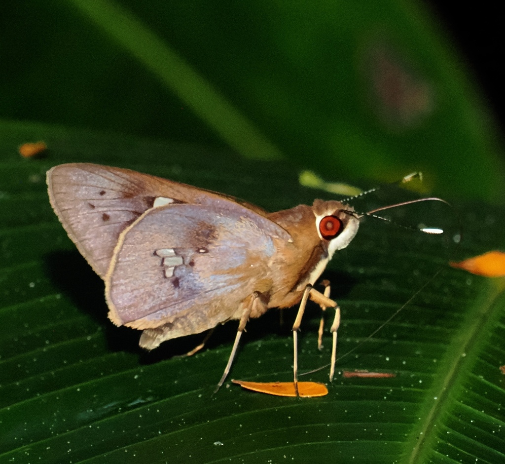 Carystoides basoches