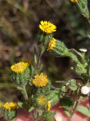 Layia hieracioides