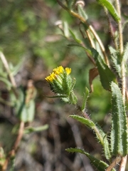 Layia hieracioides