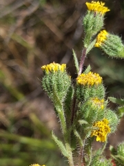 Layia hieracioides