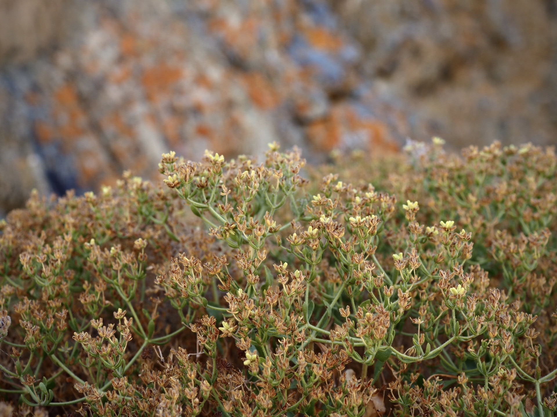 Dedeckera eurekensis