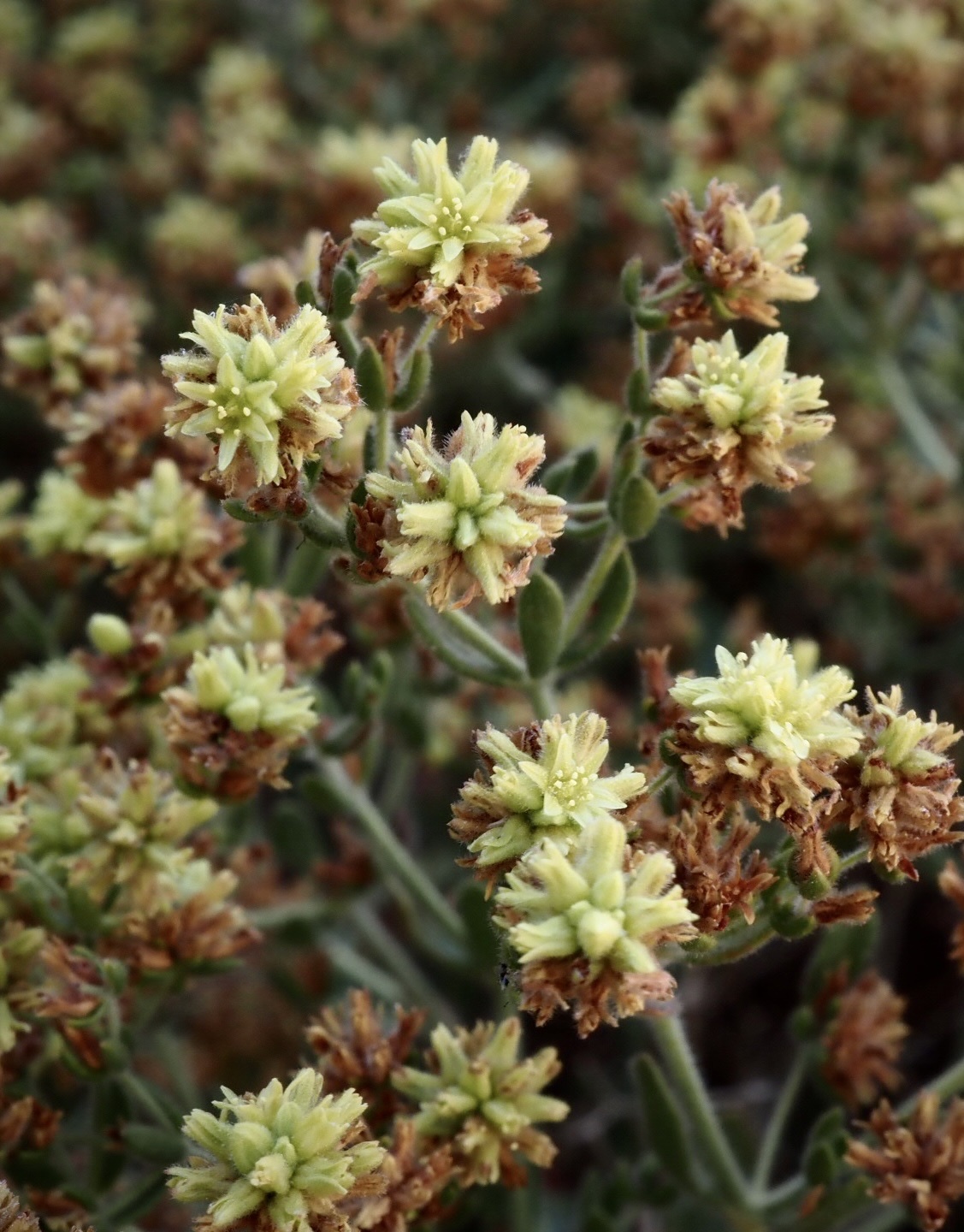 Dedeckera eurekensis