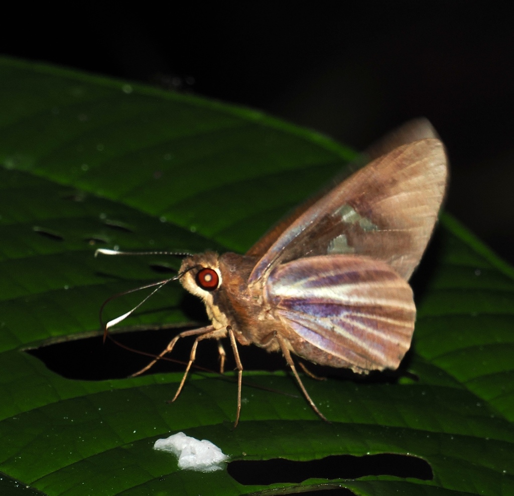 Carystoides cathaea