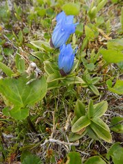Gentiana platypetala