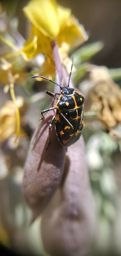 iNaturalist observation photo of Harlequin Bug