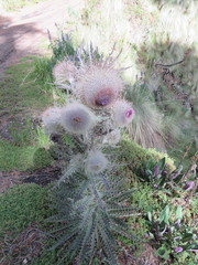 Cirsium nivale
