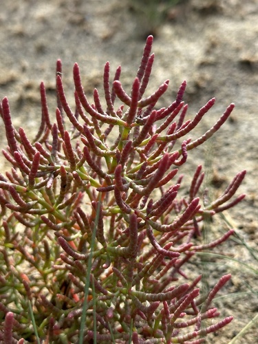 Image of Salicornia rubra by no rights reserved