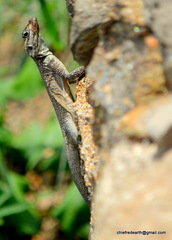 Laudakia tuberculata