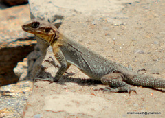 Laudakia tuberculata