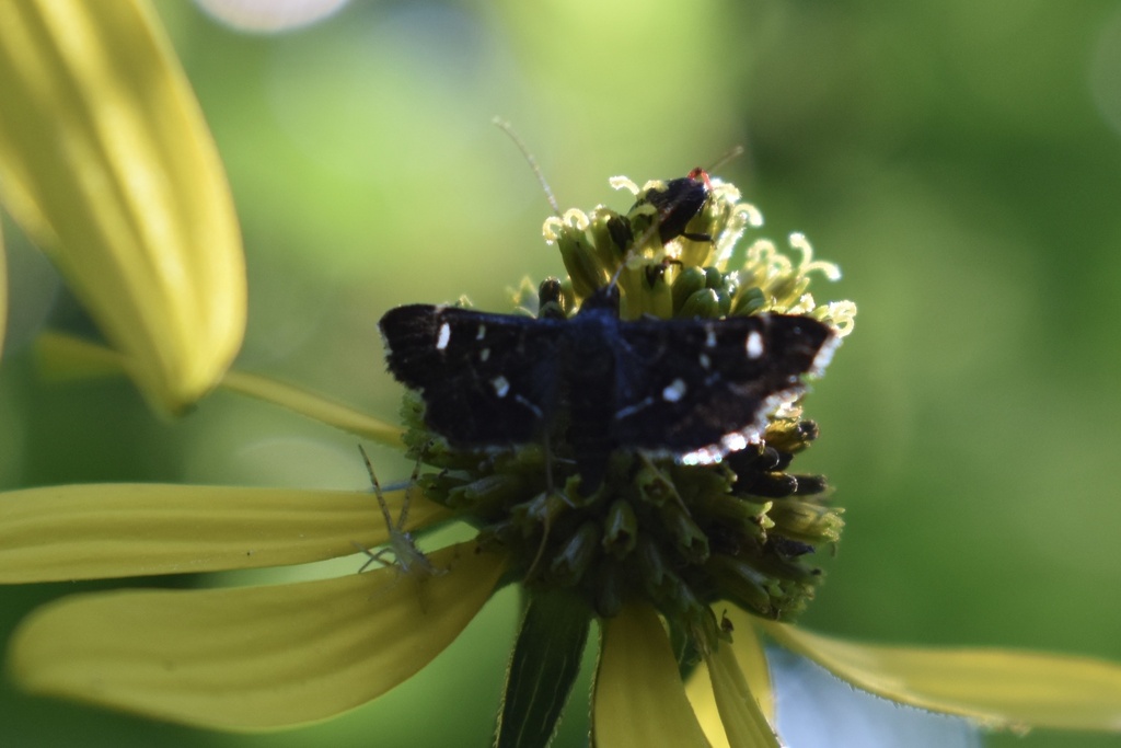 Recondite and Harlequin Webworm Moths