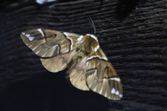 Endromis versicolora