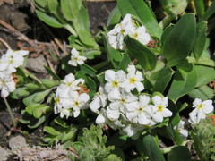 Lithospermum distichum