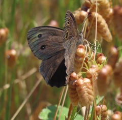 Cercyonis pegala boopis