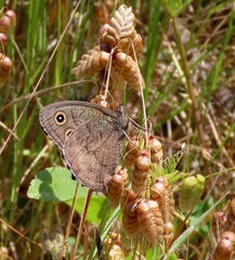Cercyonis pegala boopis