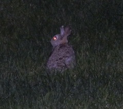 Sylvilagus nuttallii
