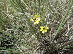 Sisyrinchium conzattii