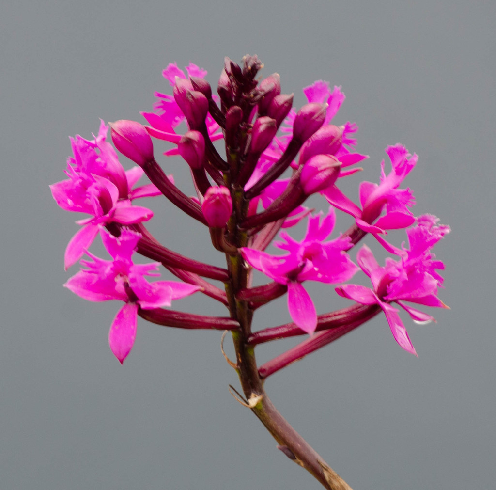 Jamieson's Epidendrum