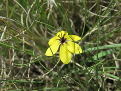 Sisyrinchium conzattii