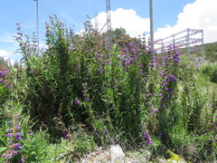 Penstemon gentianoides
