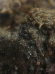 Podospora appendiculata