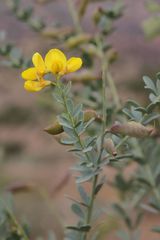 Golden Chain Tree (Hesperolaburnum platycarpum)