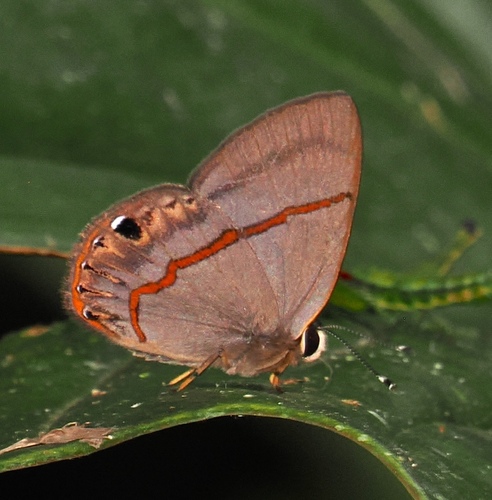 Euselasia eustola