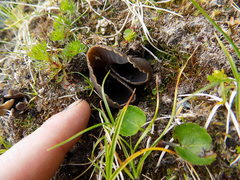 Dissingia leucomelaena