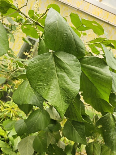 Croton aromaticus, 2024-08-22